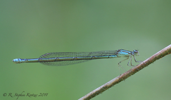 Enallagma divagans, female